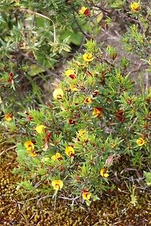 Slender bush pea ( Pulenea tenui folia ) Very showy little bush pea. Pultenaea tenuifolia