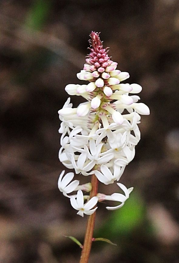 Creamy candles ( Stackhousia monogyna ) First time for me.  Creamy stackhousia,Stackhousia monogyna