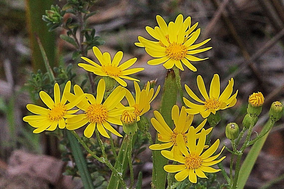 Lance - leaf groundsel  ( Senecio pinnatifulius var. lanceolatus Common flowering plant along forest margins in coastal areas . Looks lovely this time in the year. Senecio pinnatifolius,Senecio pinnatifulius