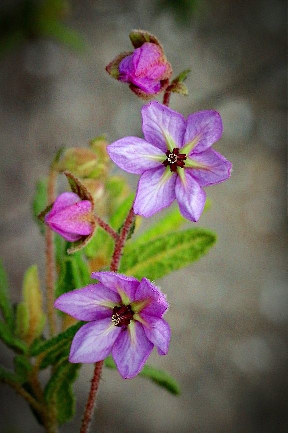 Paper flower- (Thomasia petalocalyx ) It is one of my favourite flowering small bushes .<br />
The bush is up to a meter tall. Leaves are covered on both sides with fine hair. The paper flower bush is mostly found in drier forest , Heath woodland along coastal areas west of Port Phillip Bay in Victoria Thomasia petalocalyx