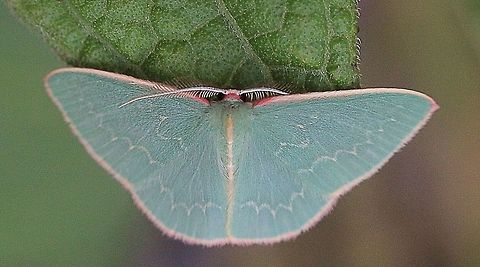Double-fringed Emerald Moth ( Chlorocoma dichloraria )  Australia ew,Chlorocoma dichloraria,Chlorocoma ew,Eamw emerald moth,Eamw moth,Sep 2018,Vic Aust,adult moth