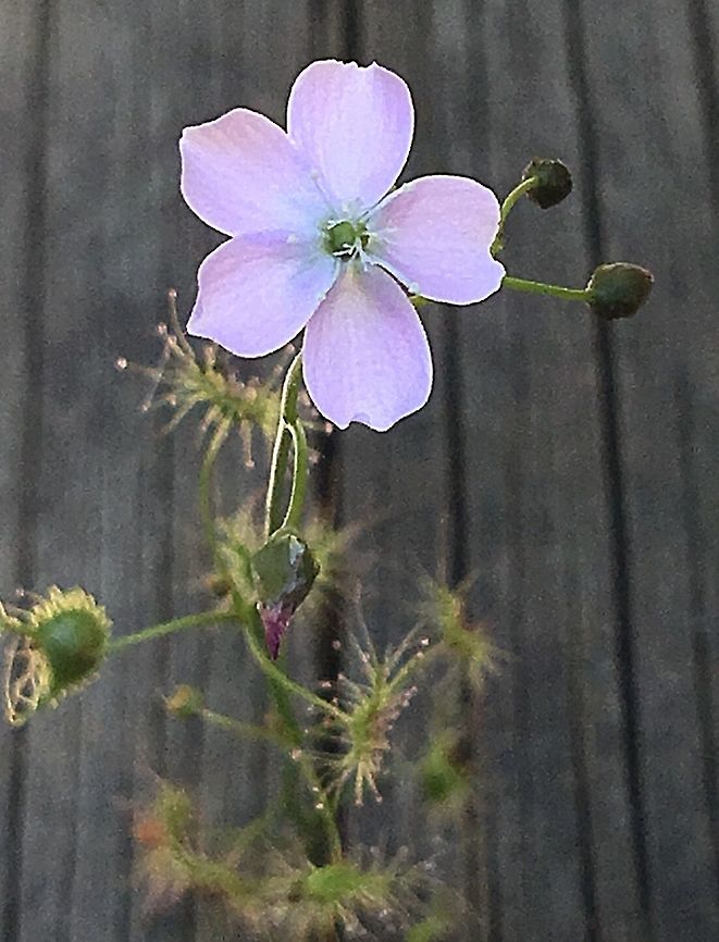 Shield sundew flower.(Drosera peltata) Very common but alwise nice to see them early in the morning with the sun making the little glue droplets on the fake flowers glisten . Spring is the time to see the real flower of this carnivorous plant. Drosera peltata,Shield sundew