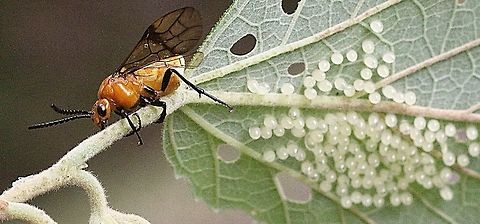 Brambles sawfly female ( Philomastix xanthophylax ) . It looked like the female just completed her egg laying task and needed to rest. First I believed that she was guarding her clutch of eggs but she barely moved even when gently touched . She was still alive and in the same position after 5 days but she was dead on day 6. The eggs hatched on day 9 after first observation  and the body of the female was still  in the same position . I was wondering if she stayed there to act as a guardian even as a dead one. Unfortionately I had to  continue our traveling and missed out to see how it all progressed. Bramble Sawfly,Philomastix xanthophylax