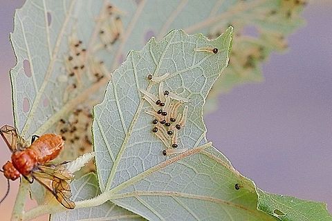Brambles sawfly female with hatched larvae ( Philomastix xanthophylax ) The larvae hatched on day 9 , the female died on day 6 after egg laying but was still sitting dead on the branch as if she was still guarding the brood. Maybe just a coincidence . Bramble Sawfly,Philomastix xanthophylax