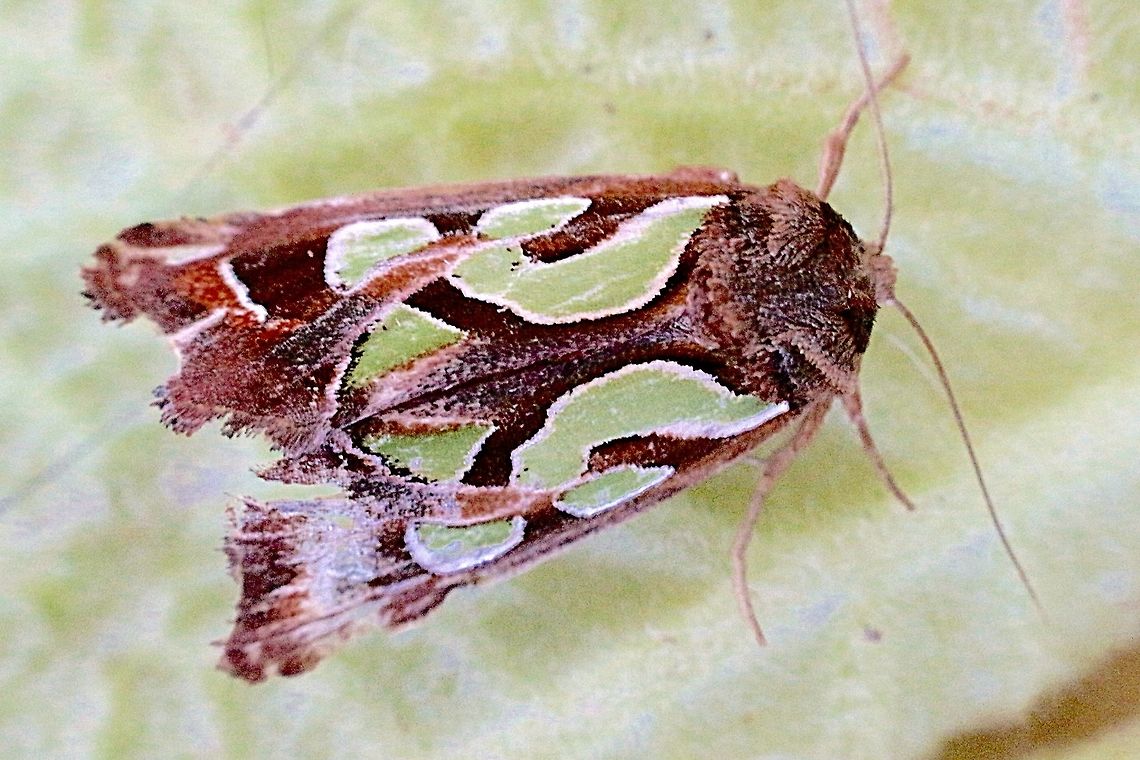 Cosmodes elegans Attracted to neon lights on veranda in mid autumn. Cosmodes elegans,Cosmodes ew,Eamw moth