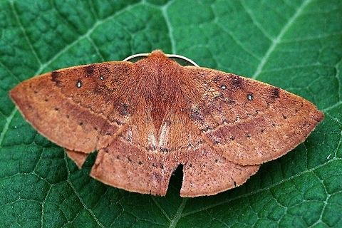 Wattle moth - Genus: Anthelia Moth approx 40 mm . Captured at night with neon light. Cooled down in fridge for controlled lighting whilst photographing.Then released. Eamw moth,unidentified