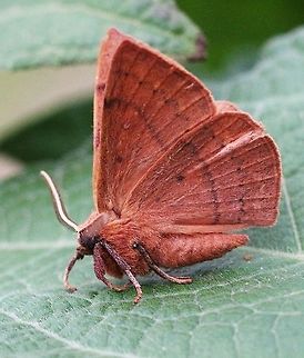 Wattle moth- Genus: Anthelia Wingspan approx 40 mm Eamw moth,Prasinocyma