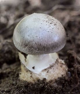 Unidentified fungi- Genus : Amanita ( not fully grown )