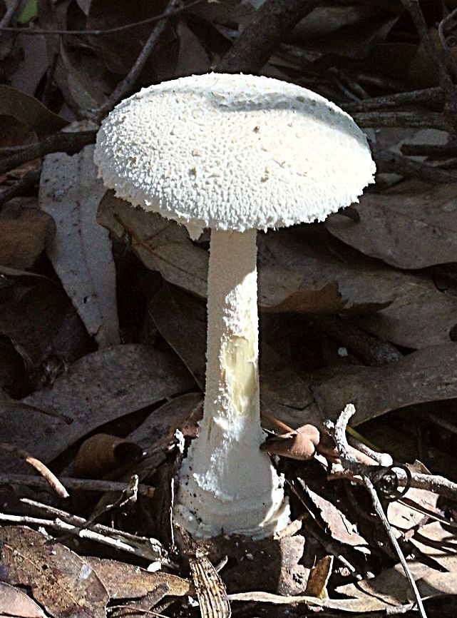 Mealy amanita - Amanita farinacea Cap approx. 8-10 cm with a 12 cm stem , white gills and ring fragments . Very slender appearance . Found in mixed eucalyptus forest. Amanita farinacea,Mealy amanita