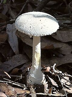 Mealy amanita - Amanita farinacea Cap approx. 8-10 cm with a 12 cm stem , white gills and ring fragments . Very slender appearance . Found in mixed eucalyptus forest. Amanita farinacea,Mealy amanita