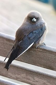 Wood swallow - Artamus cyanopterus Note the steel blue coloured wings and leading white wing edge also white tail tips ( not to clear in this image) Artamus cyanopterus,Dusky woodswallow