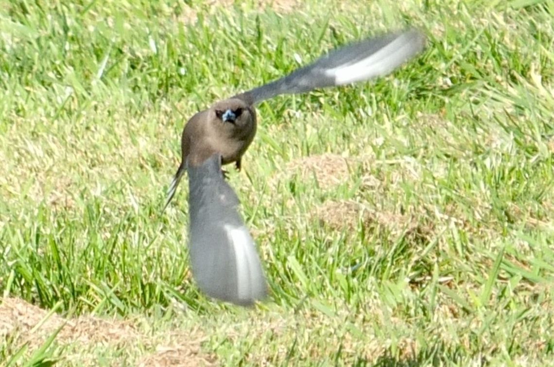 Wood swallow- Artamus cyanopterus  Artamus cyanopterus,Dusky woodswallow