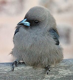 Dusky wood swallow -Artamus cyanopterus It is apearantly classed as a common bird but it is the first time I see them,and only because this immature bird hit our house window and suffered from a temporary concussion . This gave me time to take some shots befor it recovered and went on its way. Then I noticed that our entire lawn area had maybe more then a 100 wood swallows searching for insects. 
From several species of wood swallows this is the only one which displays a white streak along the leading edge of the wings . The beak is bluish with black at the tip.The chest feathers were a mousy brown  which is the typical coloration of immature birds. So it was easy for me to identify this species. Artamus cyanopterus,Dusky woodswallow