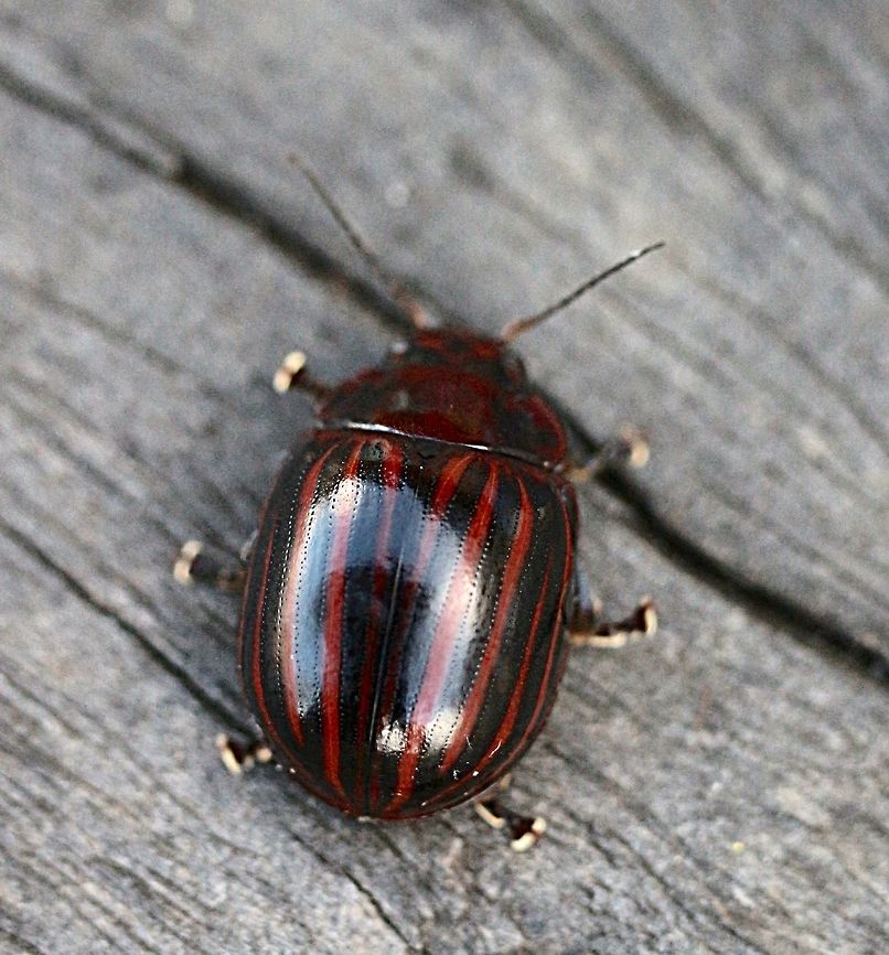 Paropsisterna gemina Found under bark of a tree log near Wilsons Promontory National Park Paropsisterna gemina