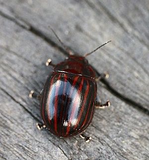 Paropsisterna gemina Found under bark of a tree log near Wilsons Promontory National Park Paropsisterna gemina