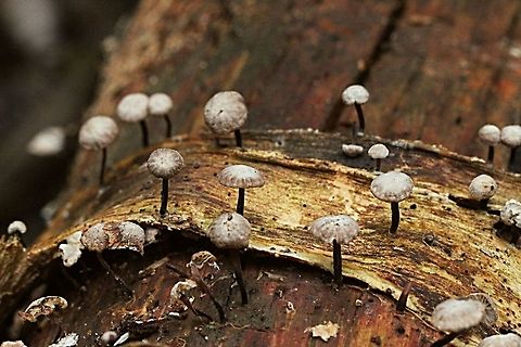 Unidentified minute little fungi on a pice of bark from a Melaleuca tree .