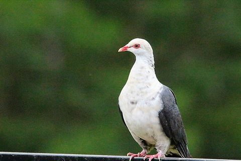 White - headed pigeon- Columba leucomela Will alwise show up where people put food out for parrots in private gardens close to Bushland habitat. Columba leucomela,White-headed pigeon