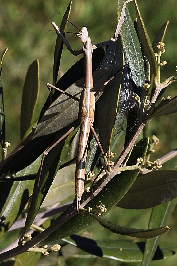 Unidentified species of Preying Mantis. Approx.7 cm long with a beige/ white coloured stripe all down the back.