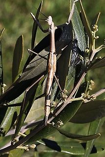 Unidentified species of Preying Mantis. Approx.7 cm long with a beige/ white coloured stripe all down the back.