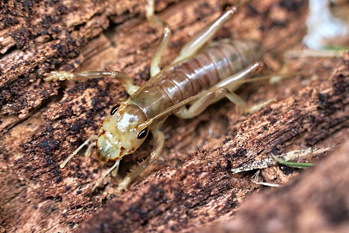 Unidentified species of Tree Cricket