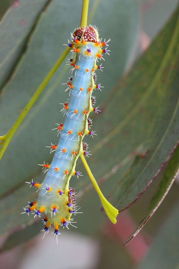 Emperor gum moth caterpilar- Opodiphthera eucalyptus Alwise spectacular to find them. Eamw caterpillars,Eamw moth,Emperor gum moth,Opodiphthera,Opodiphthera eucalypti