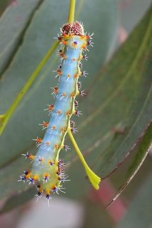 Emperor gum moth caterpilar- Opodiphthera eucalyptus Alwise spectacular to find them. Eamw caterpillars,Eamw moth,Emperor gum moth,Opodiphthera,Opodiphthera eucalypti