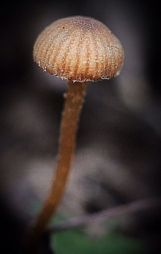 Unidentified species of Coprophilous fungi (Dung - loving fungi) Small fungi , with a stem of approx. 40 mm and a cap size of 10-12 mm. Growing on kangaroo dung.