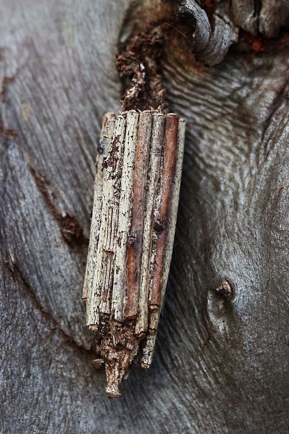 Cocoon of  stick case moth- Clania lewinii ( former - Clania tenuis) Cocoon about 40 mm long , hanging in eucalyptus tree. Caterpilar still inside but probably still in hibernation due to cold weather. Australia ew,Clania,Clania lewinii,Eamw moth,Faggot Case Moth,Oct 2018,Vic Aust,case moth