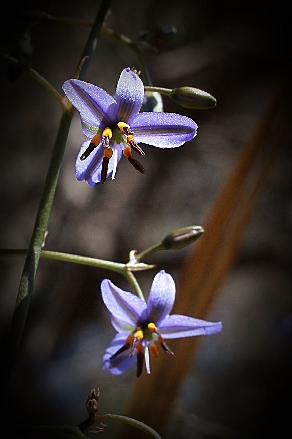 Tasman Flax- lily - Dianella tasmanica  Dianella tasmanica