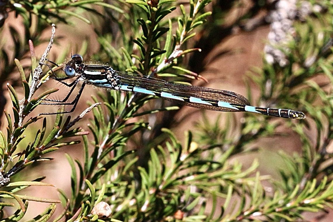 Blue ringtail damsel fly - Austrolestes annulosus . ( male) Found close to a female near a farm dam. Australia,Austrolestes annulosus,Blue ringtail,Eamw dragonflies,Geotagged