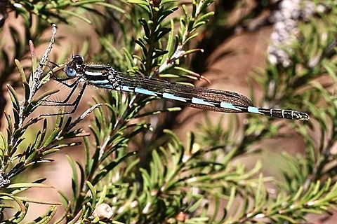 Blue ringtail damsel fly - Austrolestes annulosus . ( male) Found close to a female near a farm dam. Australia,Austrolestes annulosus,Blue ringtail,Eamw dragonflies,Geotagged