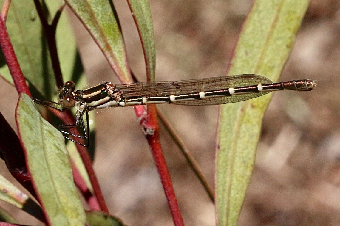 Blue ringtail damsel fly- Austrolestes annulosus .( female) Found close to a male near a farm dam. Australia,Austrolestes annulosus,Blue ringtail,Eamw dragonflies,Geotagged