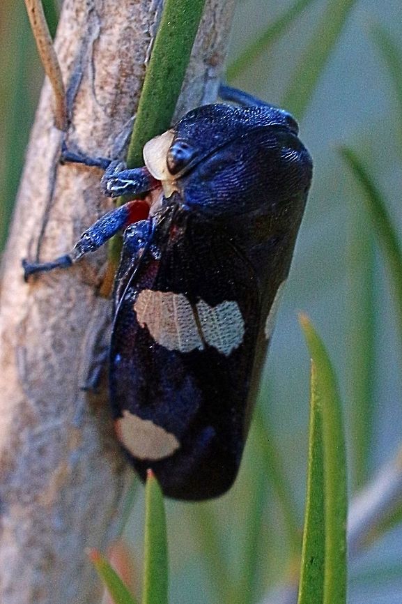 Black gum leafhopper- Eurymela distinta As the name suggests this hopper is found on Eucalyptus trees. This one however was found on a callistemon tree, possibly only as it is still very cool and early in spring and the hopper only stopped temporarily . Note the white facial shields on this species. Eurymela distincta