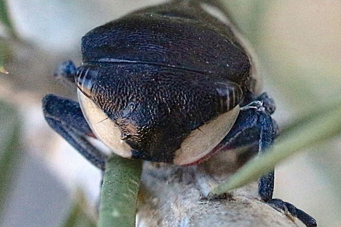 Black gum leave hopper - Eurymela distincta Note the White facial shields. Eurymela distincta