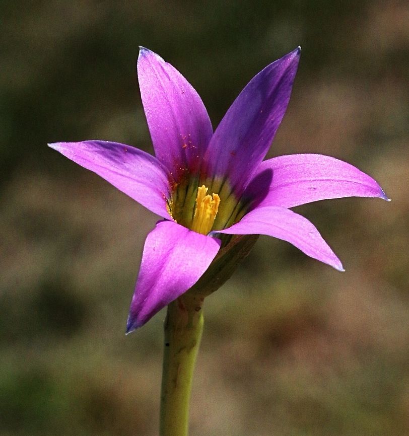 Onion grass- Romulea rosea A common introduced weed but how pretty is that flower? Romulea rosea