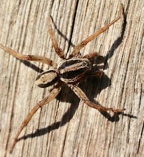 Venatrix pseudospeciosa, Australia  Australia,Eamw spiders,Eamw wolf spiders,Geotagged,Spring,Venatrix pseudospeciosa,Wolf Spider