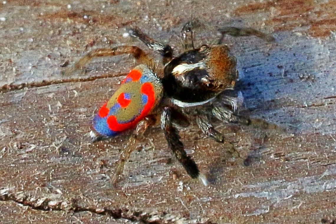 Dunn's Peacock Spider - Maratus pavonis A male Dunn&#039;s Peacock Spider in all its coloureds , only about 4-5 mm long . Very active jumping about in a mulched garden bed.  Eamw spiders,Maratus pavonis,Peacock jumping spider