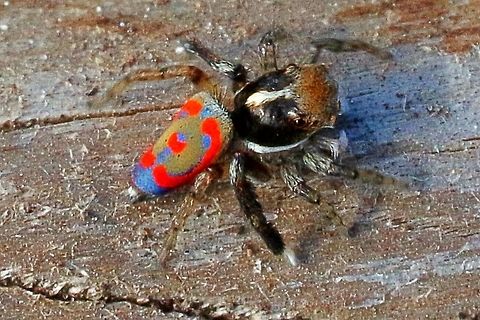 Dunn's Peacock Spider - Maratus pavonis A male Dunn's Peacock Spider in all its coloureds , only about 4-5 mm long . Very active jumping about in a mulched garden bed.  Eamw spiders,Maratus pavonis,Peacock jumping spider
