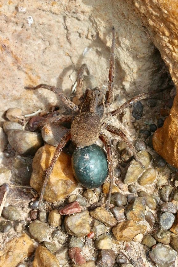 Union -Jack wolf spider -Tasmanicosa leuckartii ( formerly Lycosa leuckartii) Usually found in burrows but will come out to hunt insects above ground. The spider female is about 25 mm long and the egg sack 6 mm in dia. Eamw spiders,Eamw wolf spiders,Tasmanicosa leuckartii