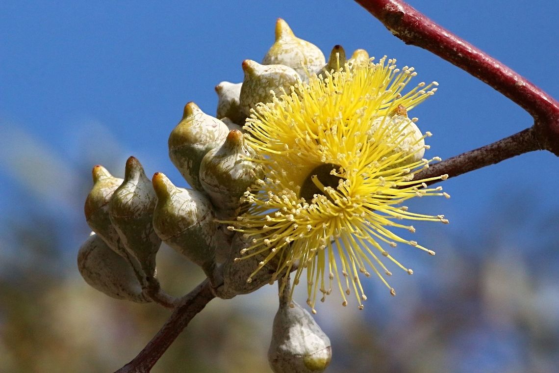 Lemon Flowered Gum- Eucalyptus woodwardii  Eucalyptus woodwardii,Lemon-flowered gum