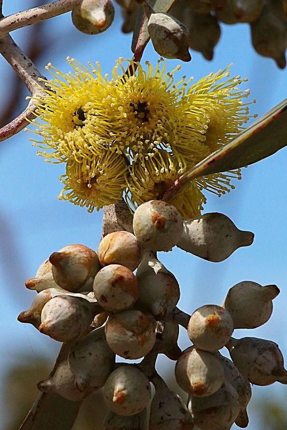 Lemon Flowered Gum- Eucalyptus woodwardii A small west Australian eucalyptus tree, commonly used as a ornamental garden tree in the eastern Australian states. Eucalyptus woodwardii,Lemon-flowered gum