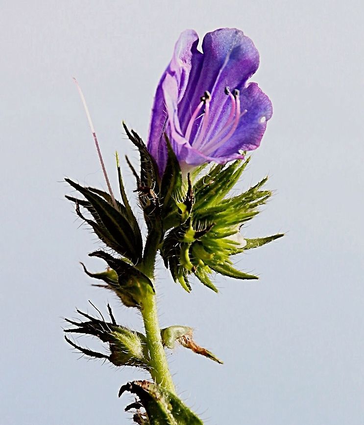 Paterson's curse -Echium plantagineum  Echium plantagineum,Purple Viper's Bugloss