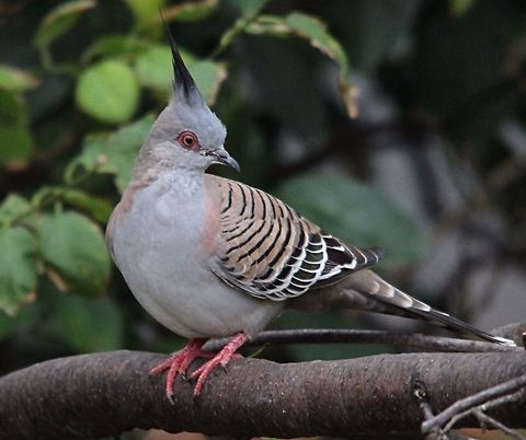 crested Pigeon- Ocyphaps lophotes  Crested pigeon,Ocyphaps lophotes