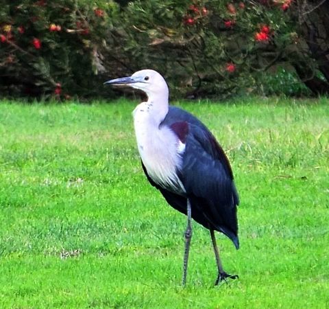 White - necked Heron- Ardea pacifica A medium to large heron. Very cautious and most observant.  Ardea pacifica,White-necked Heron