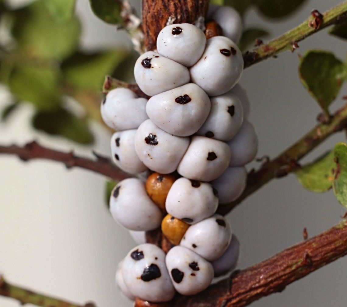 White tick scale- Cryptes baccatus Doesn&#039;t look like any animal. Coccidae,Cryptes,Cryptes baccatus,Scale insect,Wattle Tick Scale