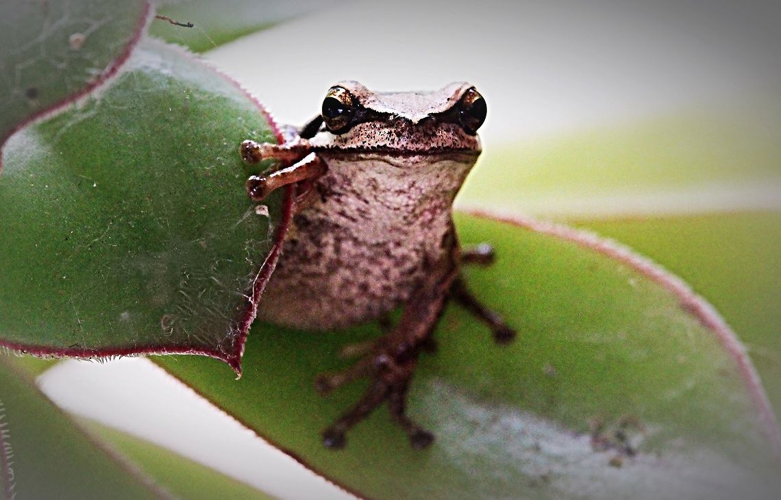 southern Brown tree frog- Litoria ewingii  Litoria ewingii,Southern Brown tree frog