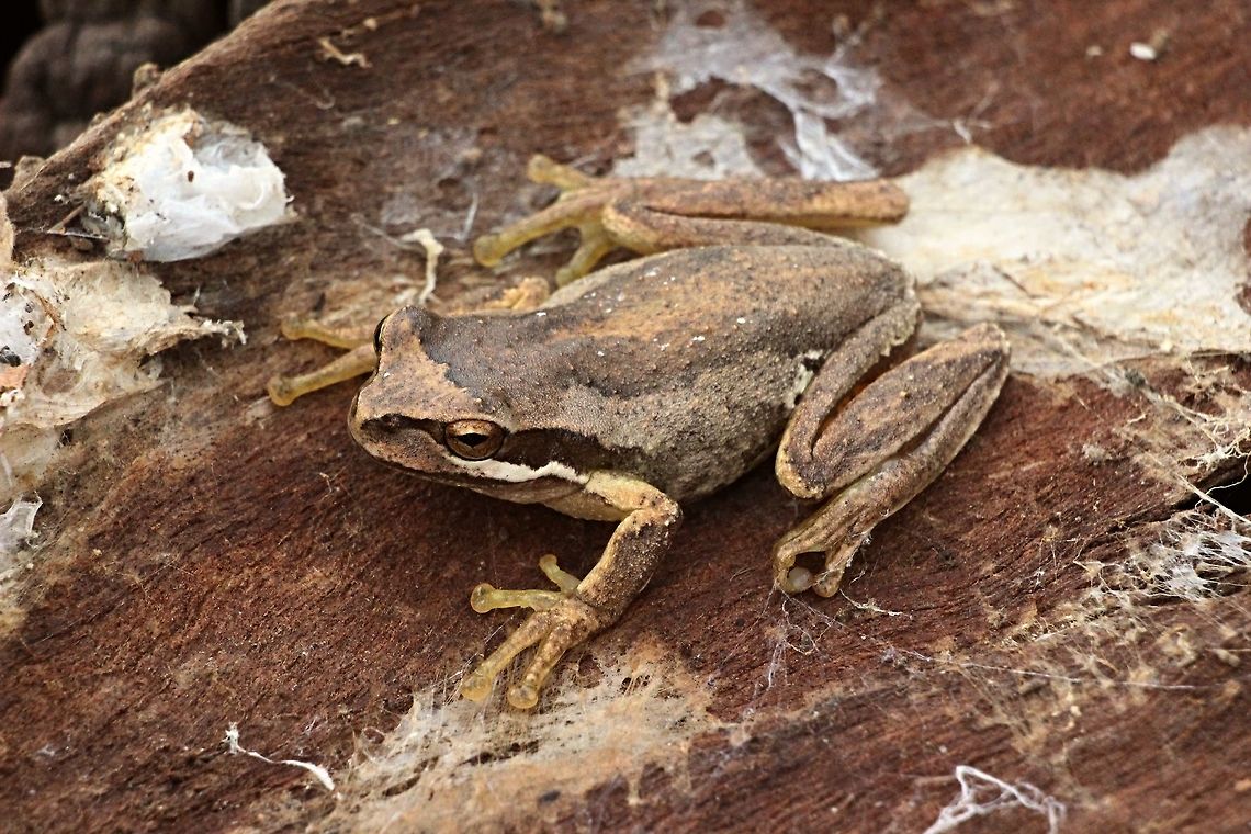 Southern Brown tree frog- Litoria ewingi Hiding under bark during winter. Litoria ewingii,Southern Brown tree frog