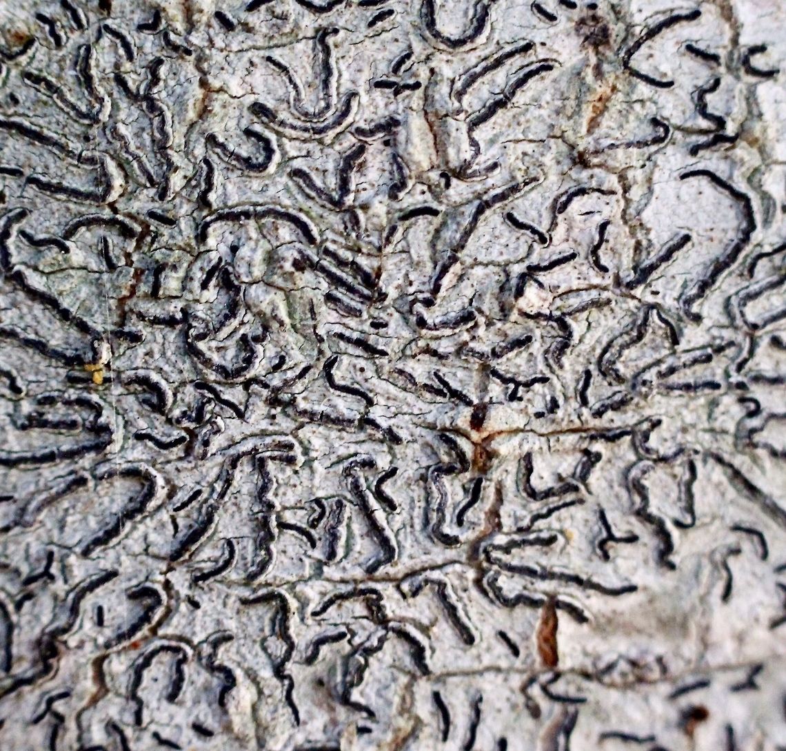 Script lichen- Graphis scripta Walked past them many times without realising that this is a lichen.  Graphis scripta