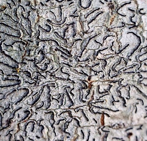 Script lichen- Graphis scripta Walked past them many times without realising that this is a lichen.  Graphis scripta