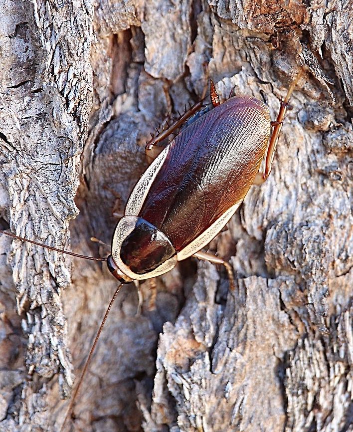 Common Methana - Methana marginalis One of Australia&#039;s many native cockroaches which occurs along the East Australian states -Queensland, New south whales and Victoria. It is a non pest species and can be found under eucalyptus tree bark but also sometimes sunning itselfs early mornings on some leaves Common Methana,Methana marginalis